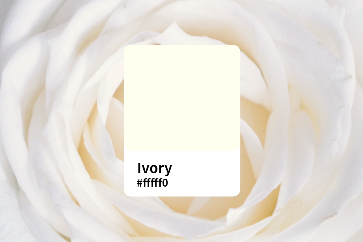 Ivory color