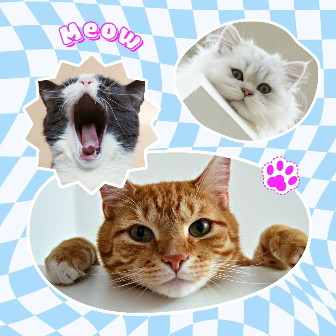blue modern and fun post template with three cute cats