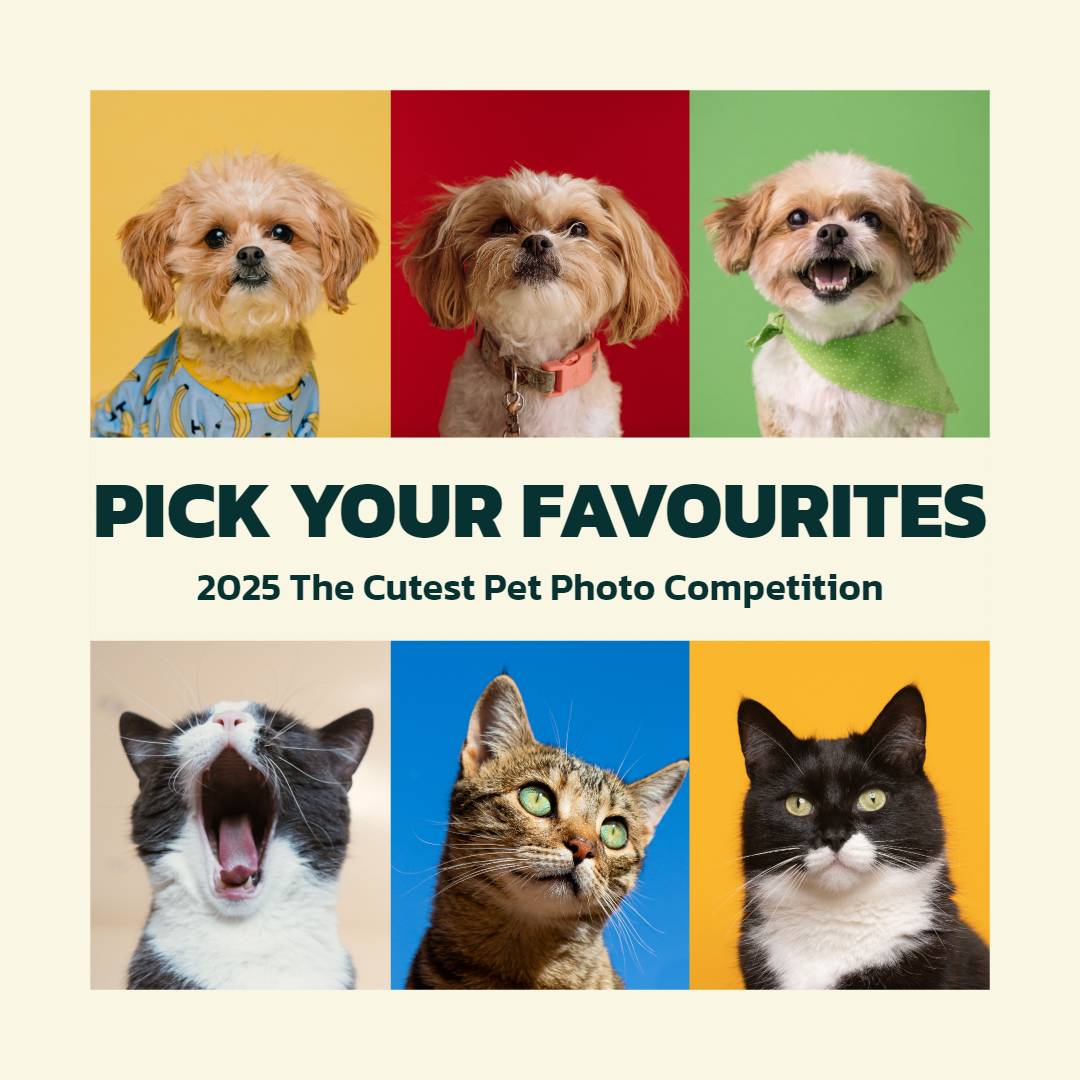 fun pet post template with six cute and funny cat pictures