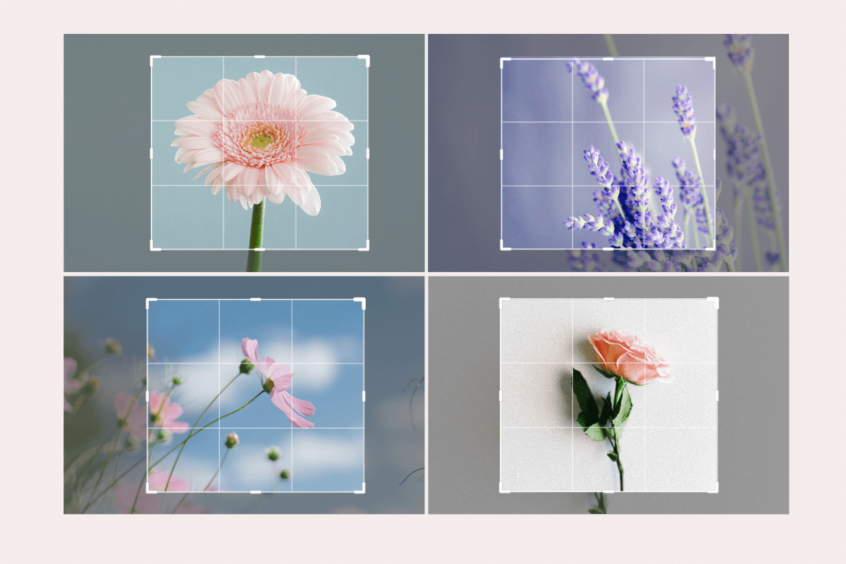 batch crop 4 flower images with fotor batch cropper