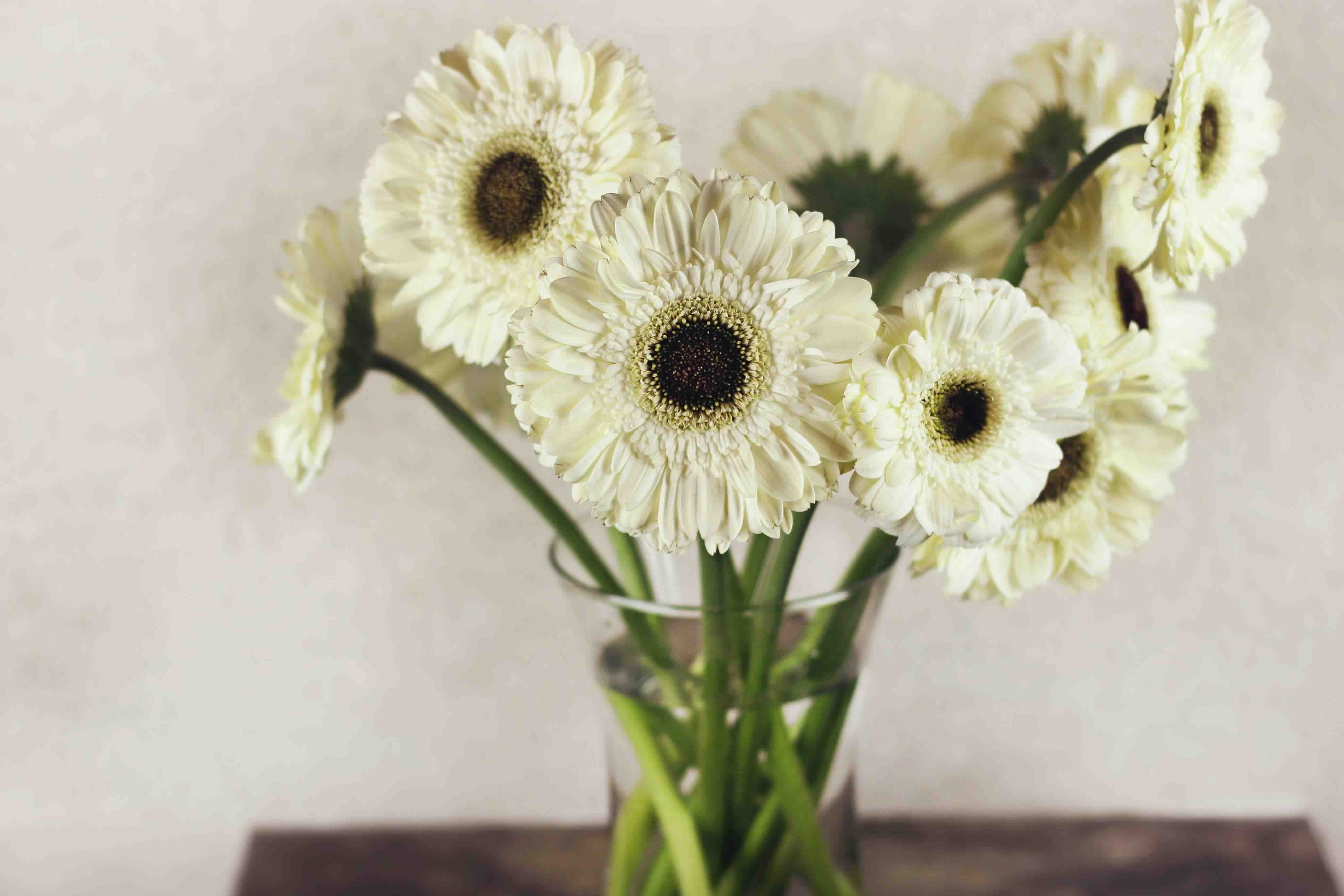 ivory chrysanthemums
