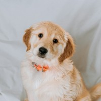 Thumbnail image featuring a cute dog