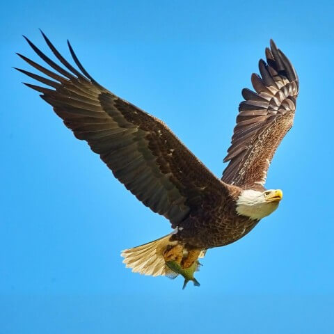 Animal image sample