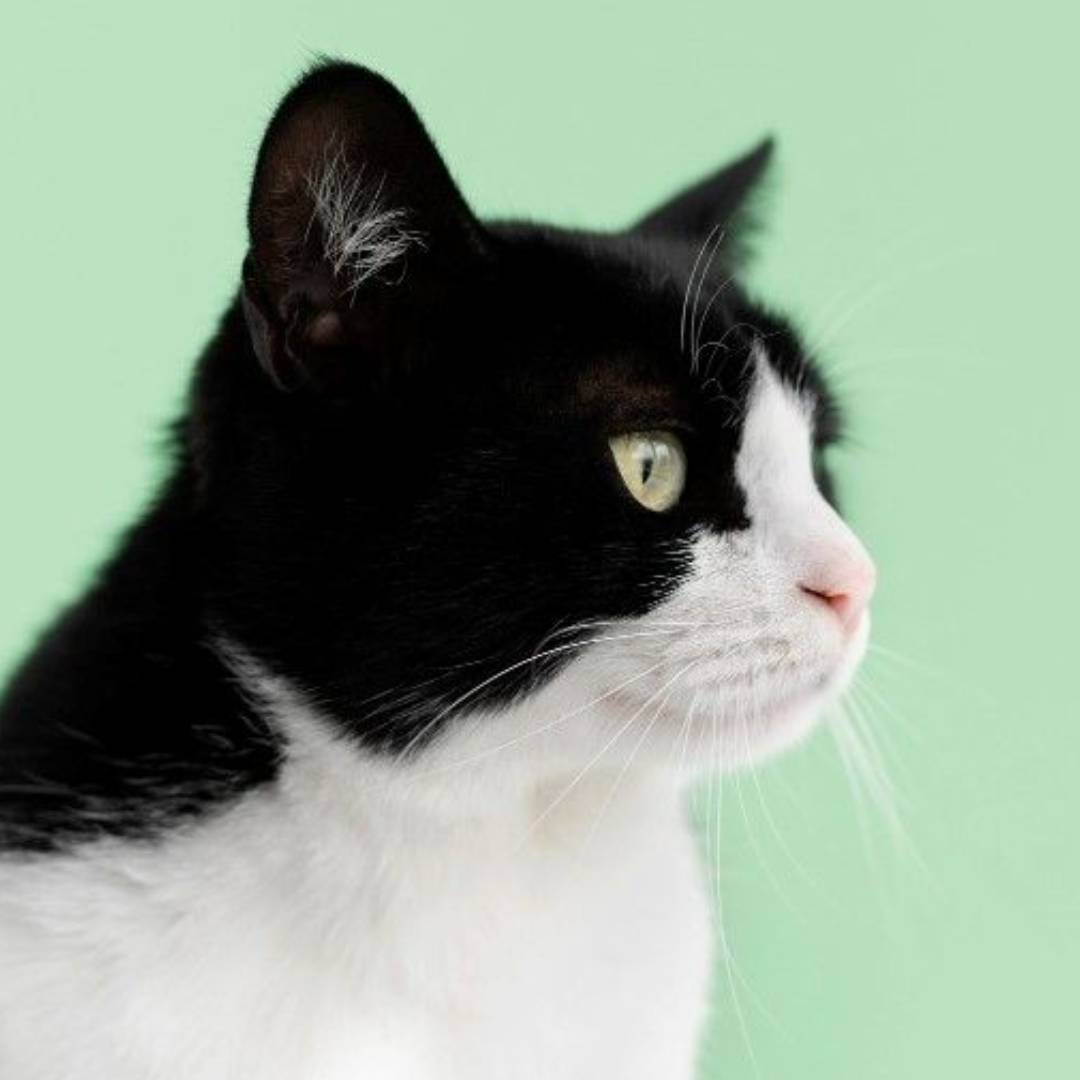 Cute cat portrait example 2
