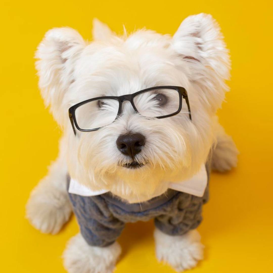 Cute dog portrait example 2