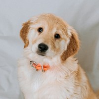 Dog photo thumbnail