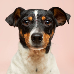 Dog portrait example 2