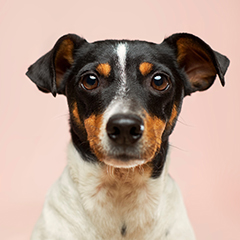 Dog portraot example 2