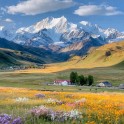 Thumbnail image featuring a meadow bursting with wildflowers