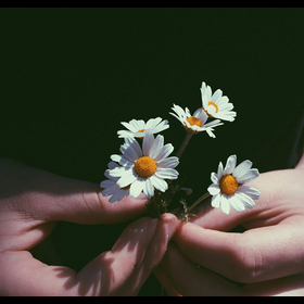 ajouter un cadre à bord de pellicule à une photo montrant une marguerite dans la main