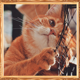 ajouter un cadre en bois à une photo de mignon chat jaune