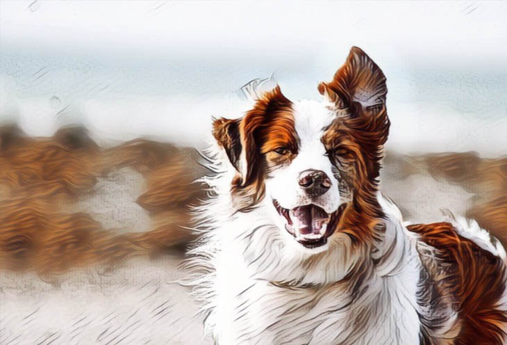 Filtro da fumetto per il cane