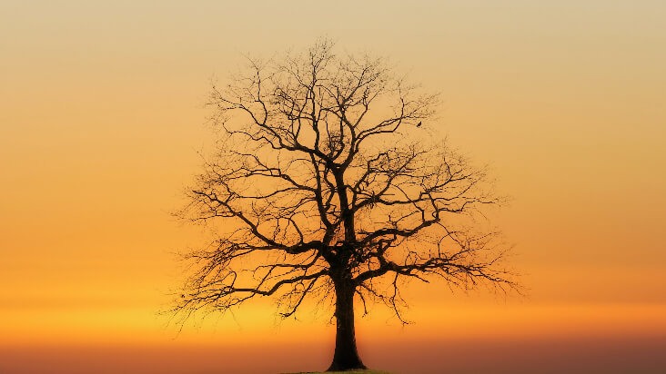 Foto silueta de naturaleza