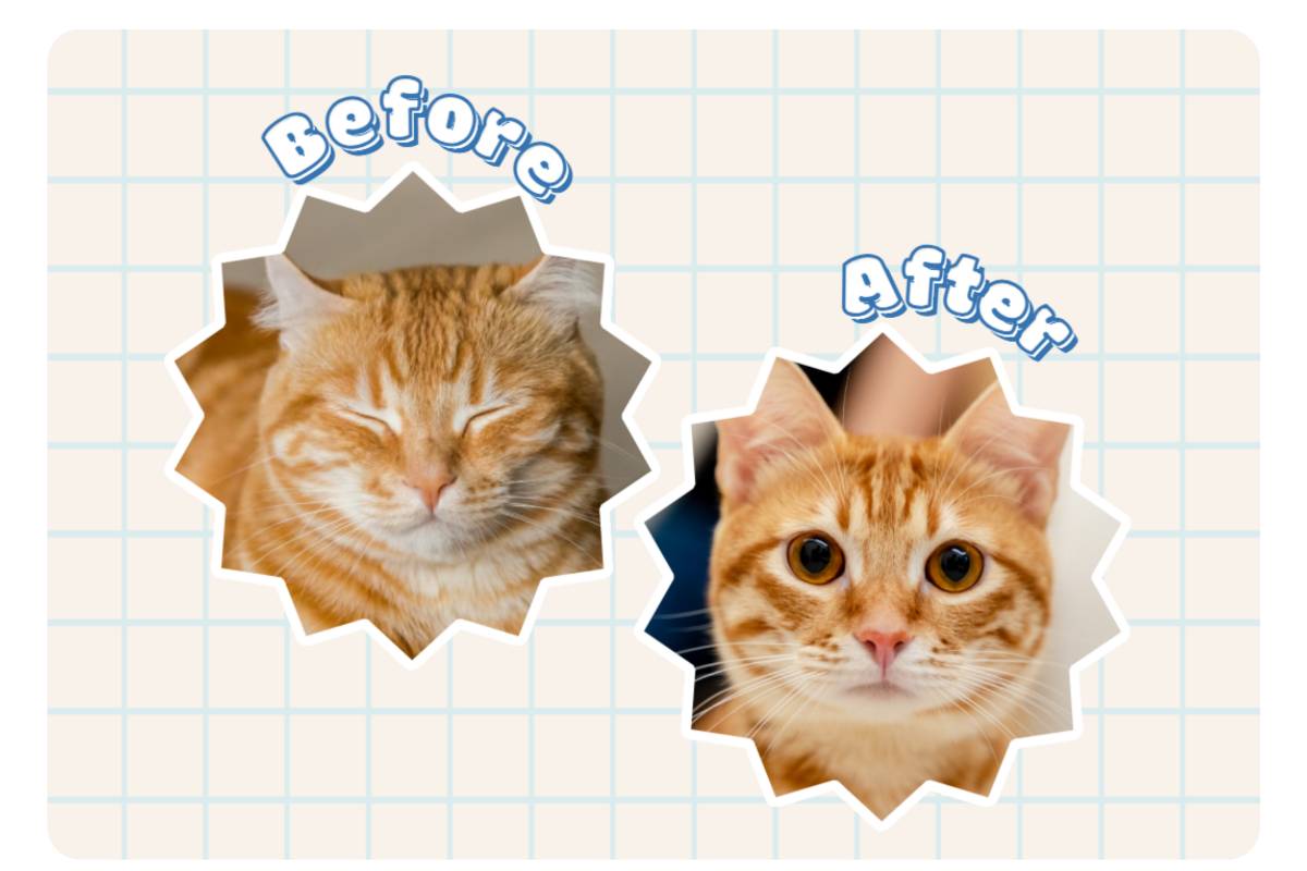 Katze im Vergleich mit kreativem Hintergrund