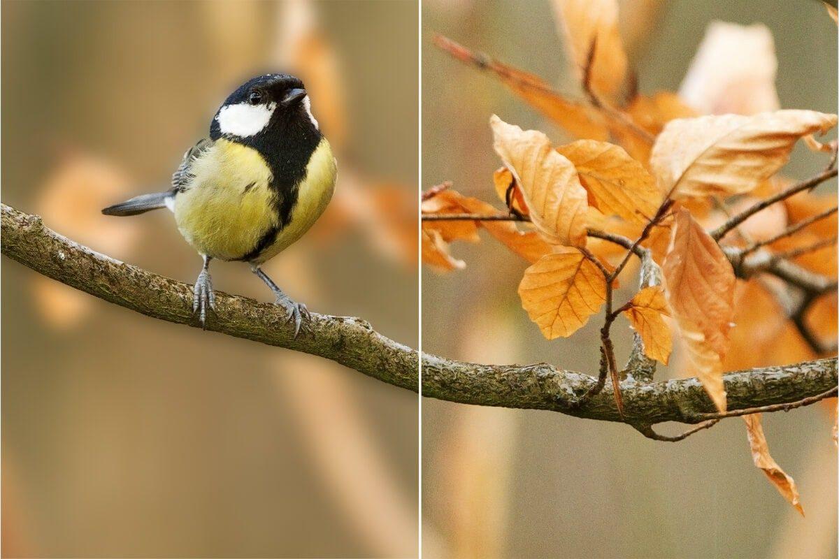 Onscherpe achtergrond van vogelfoto