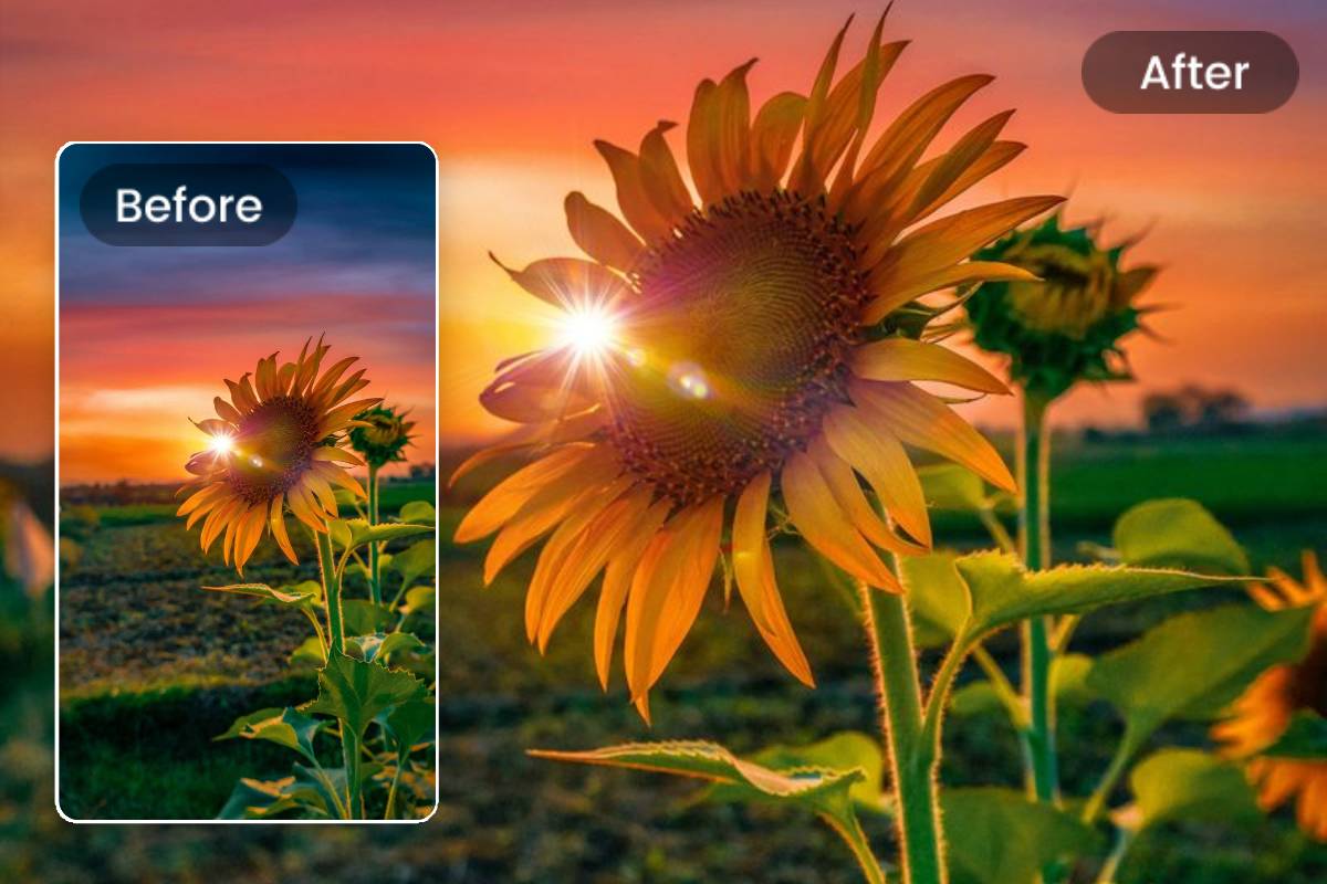 mettre une photo portrait de tournesols en paysage