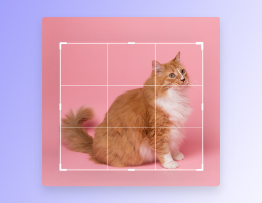 Crop cat image in custom shape