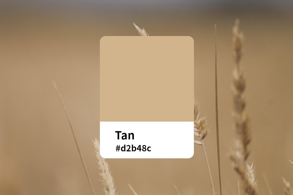 タンカラー
