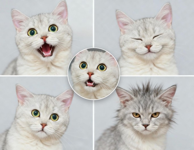 Use a cut cat photo to make playful meme grid