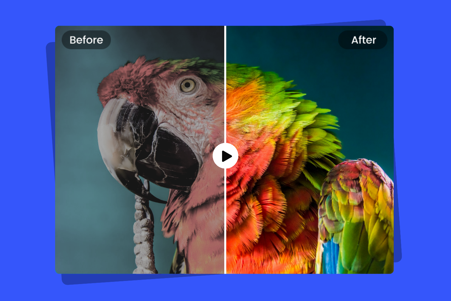 Video color correction makes the parrot look more vibrant