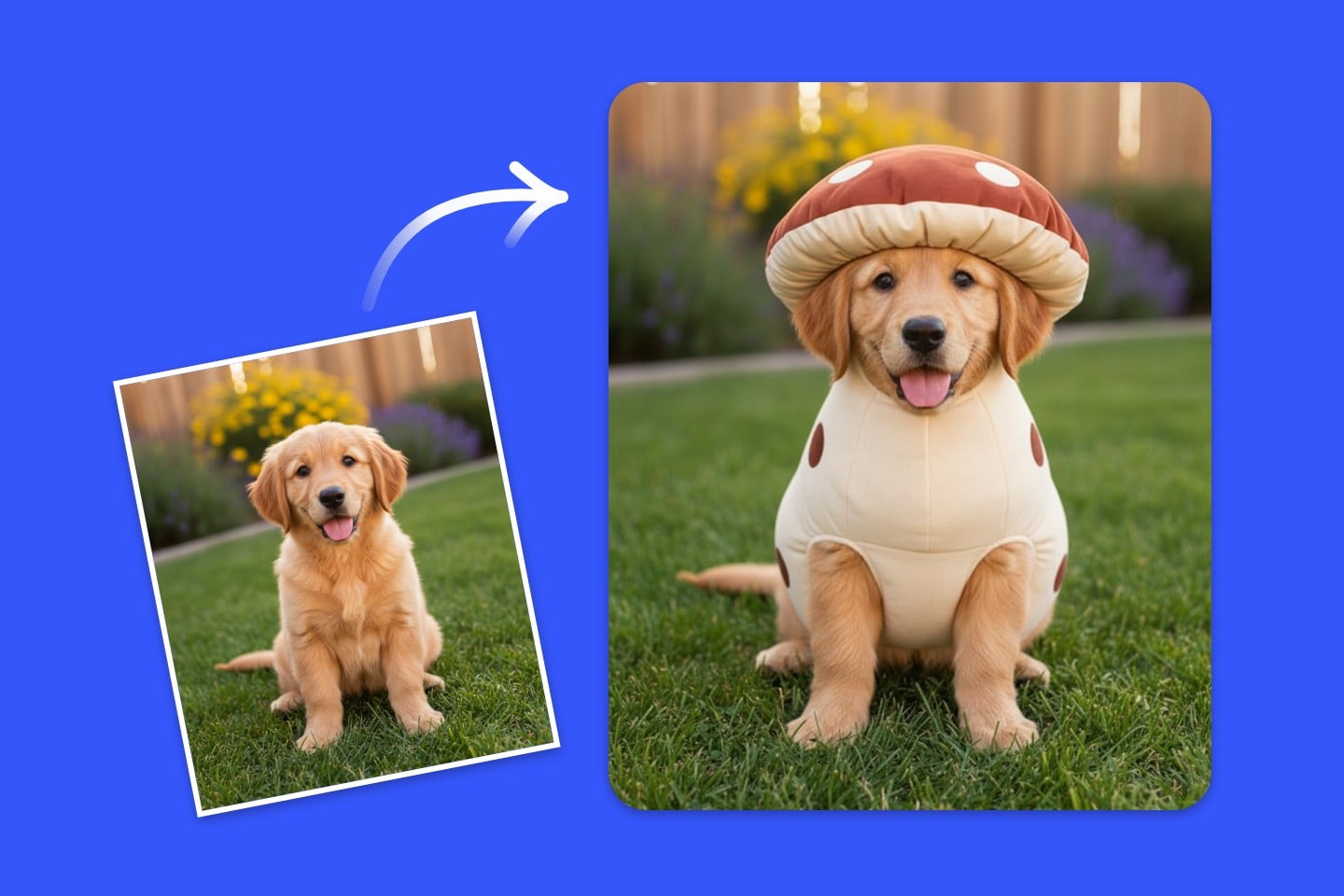 きのこ犬
