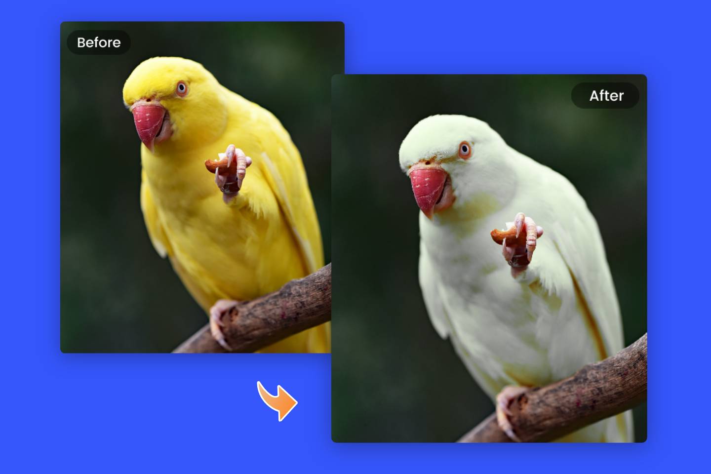 Recolor birds yellow fur to white with fotor image recolor tool