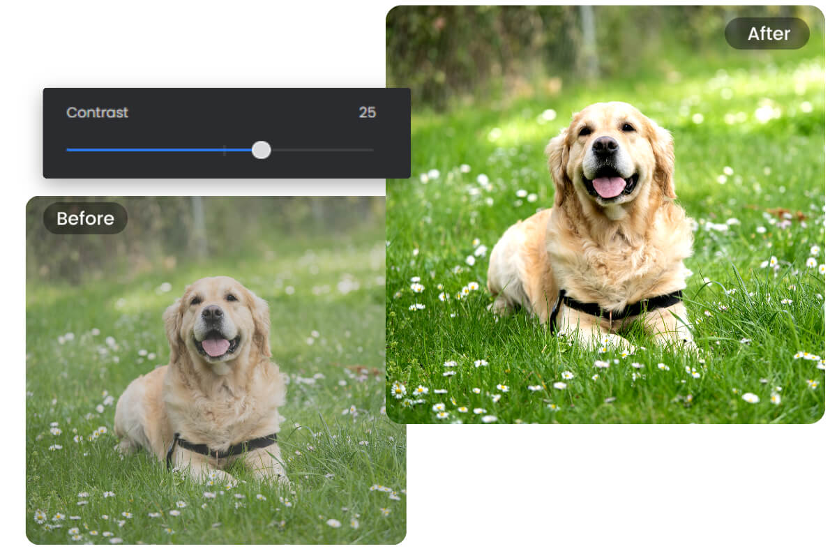Correct contrast of a dog image with Fotors contrast tool