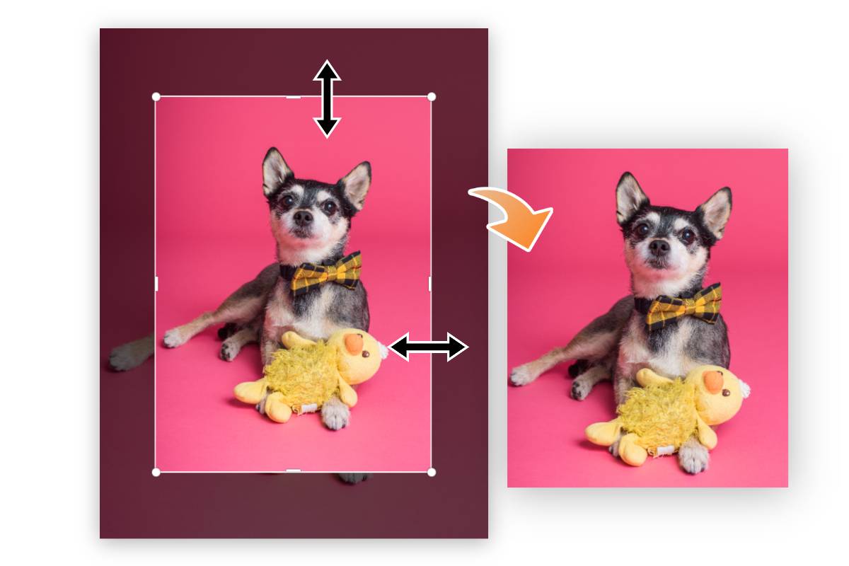Stretch a dog image horizontally and vertically with Fotors image stretcher