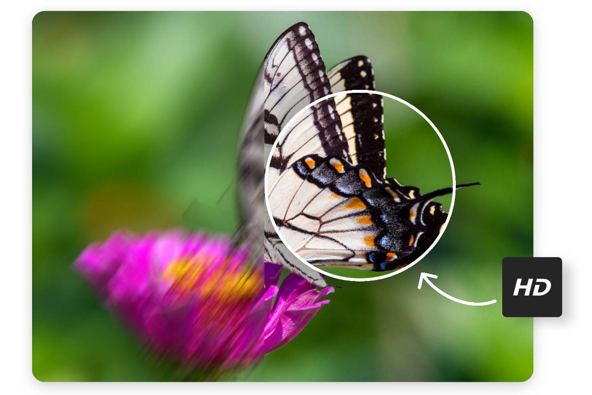 Transformeer een wazige vlinderfoto naar een heldere afbeelding met Fotor beeldkwaliteit verbeteraar