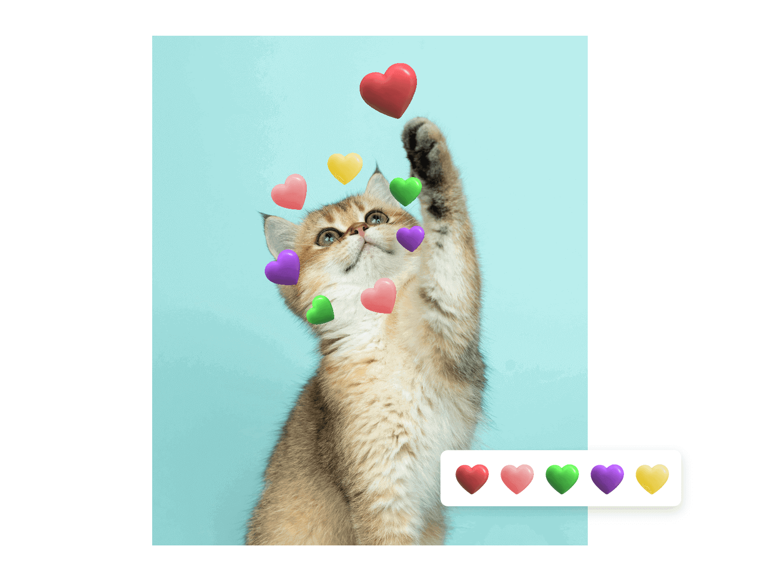 Add colorful hearts to a cat