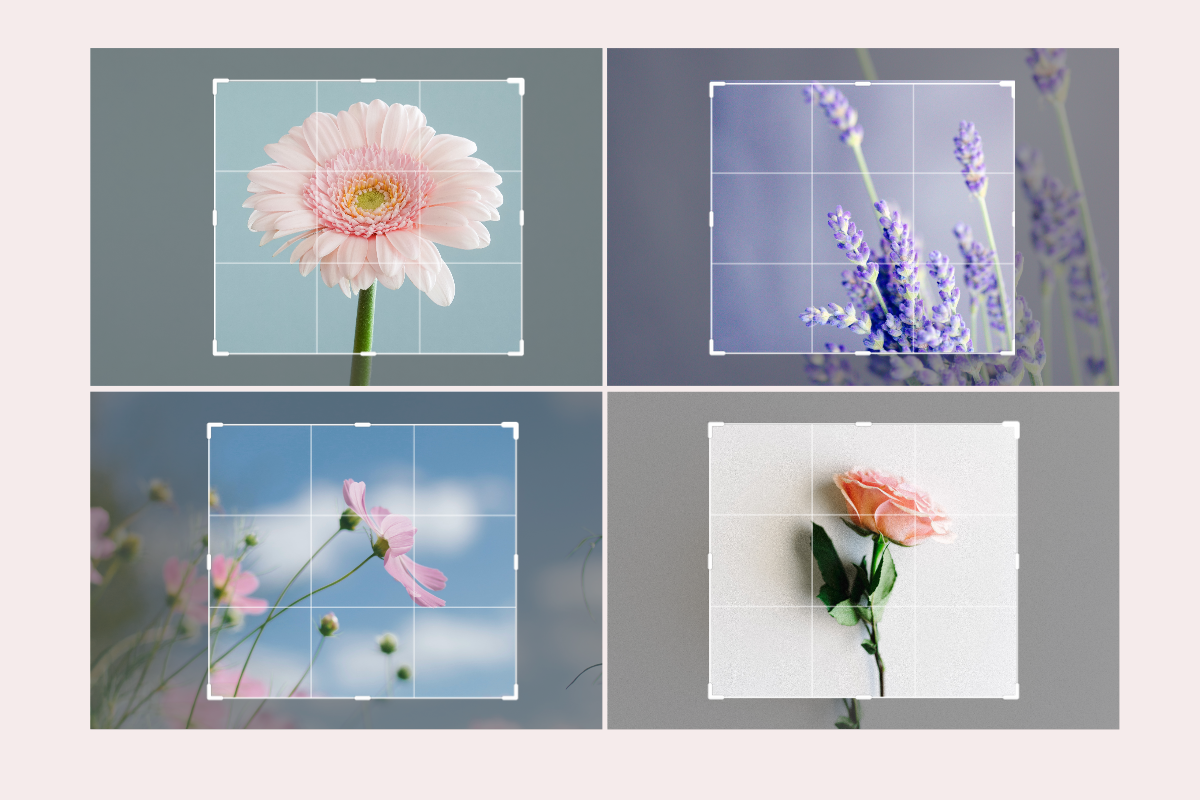 Batch crop flower images with fotor batch cropper