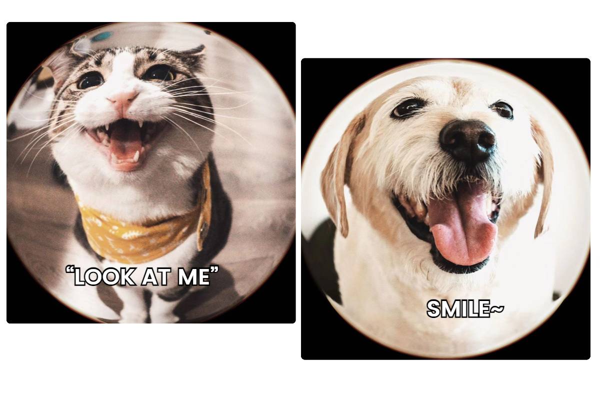 Fish eye meme of cat and dog