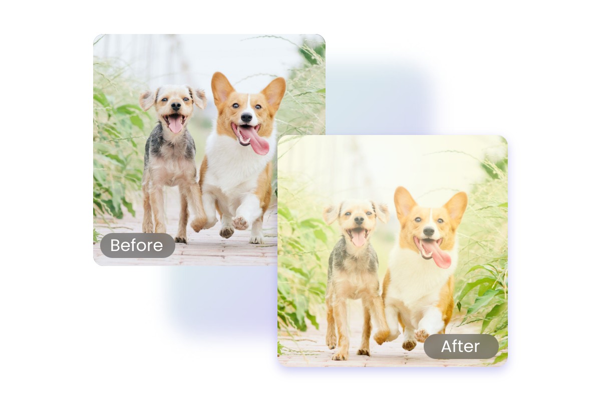 Lens flare effect before and after comparison for two dogs