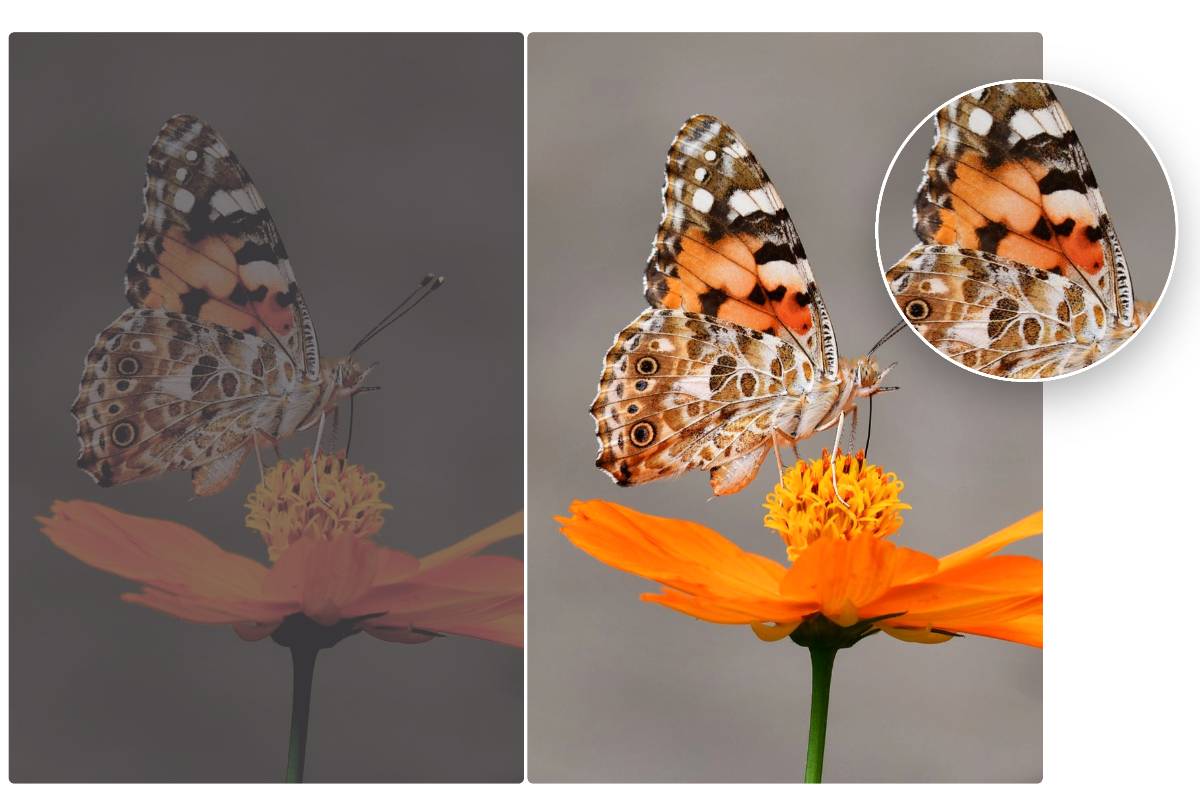 Relight orange butterfly on orange flower into light image with details of the butterfly wing