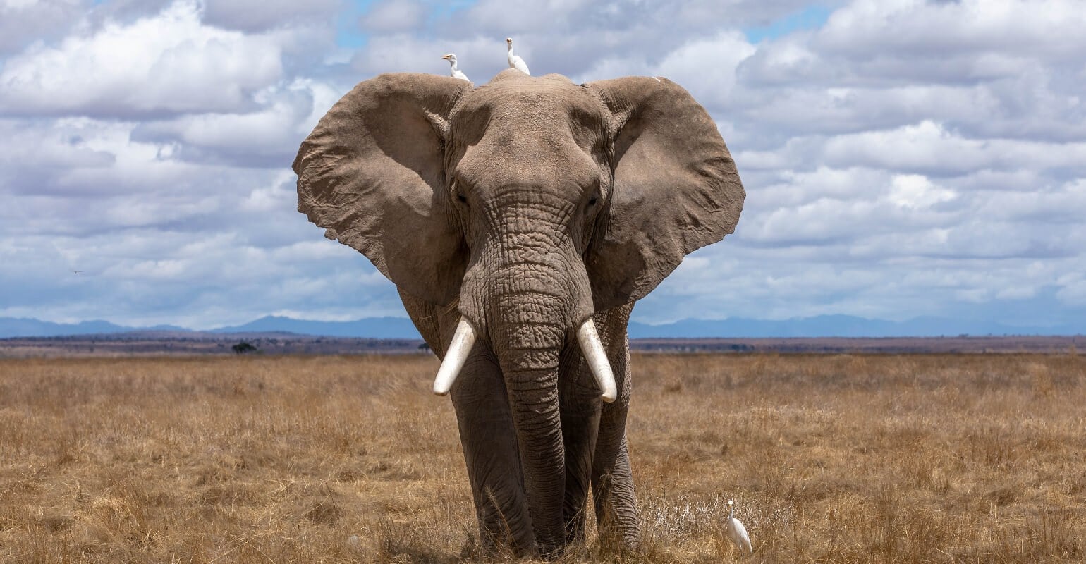 Wilde olifant foto
