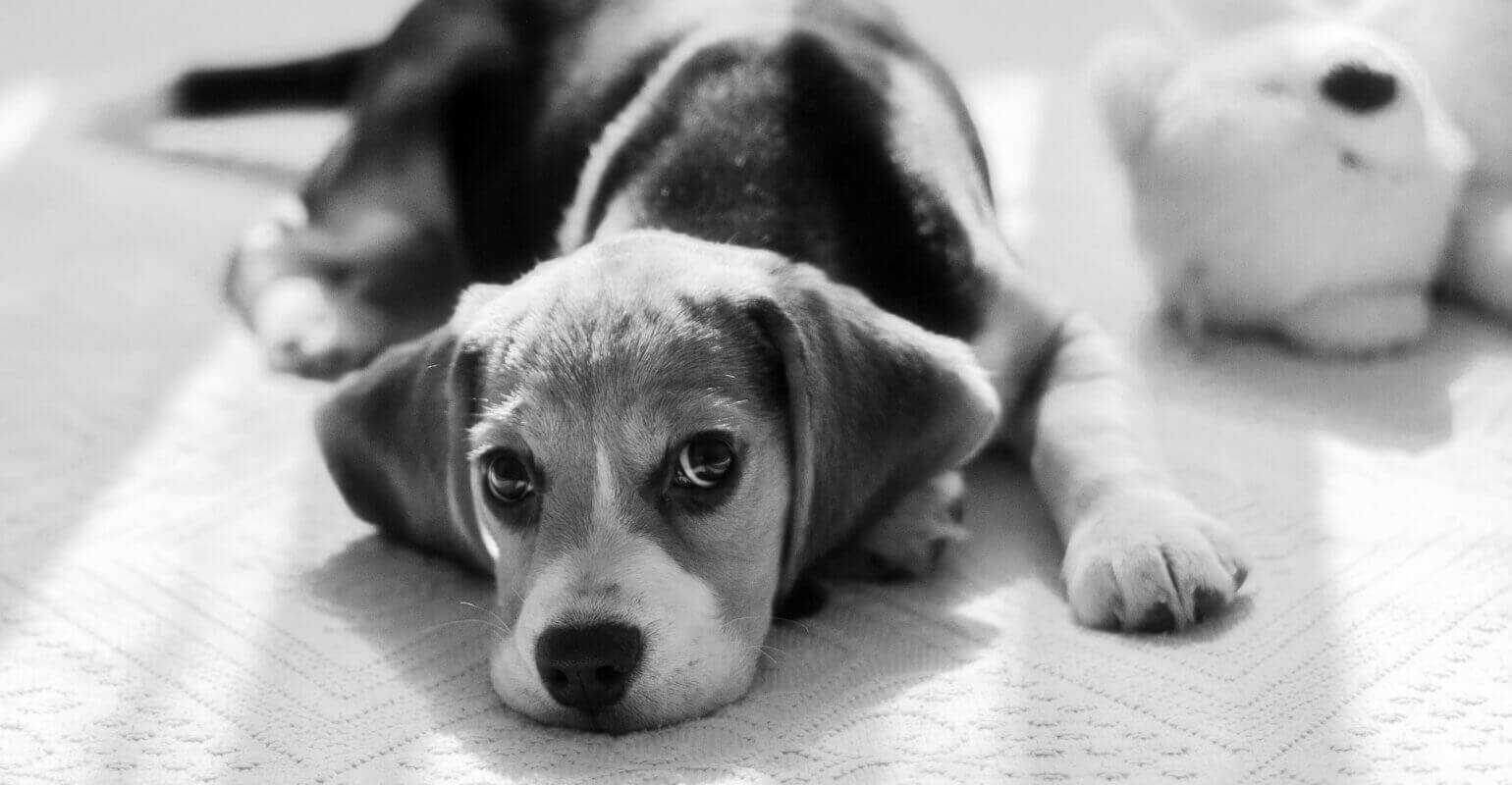 Foto hitam putih anak anjing tergeletak di tanah