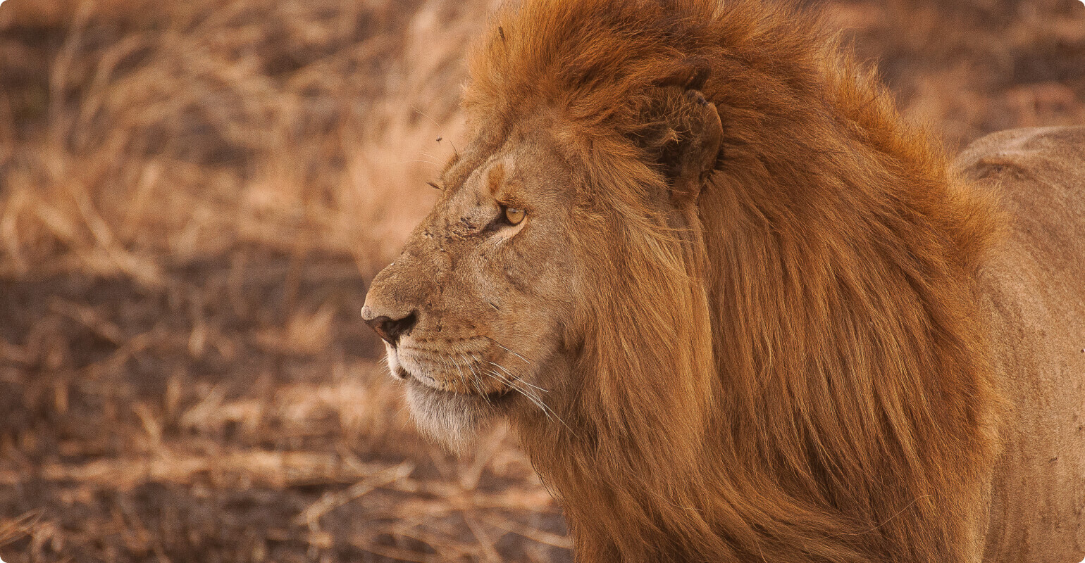 Goart lion photo before photo to painting pc