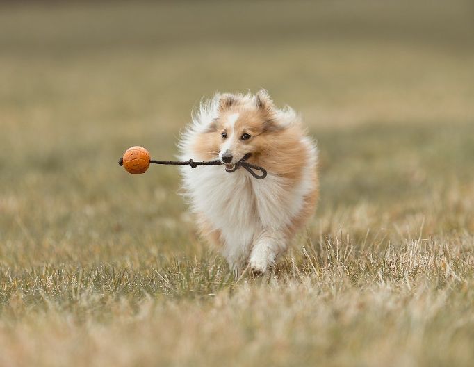 Original photo of a running dog