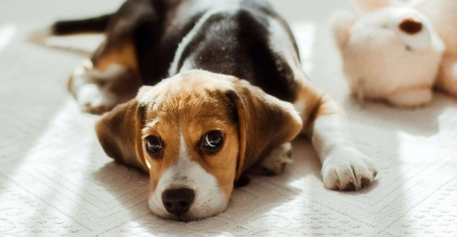 Foto anak anjing tergeletak di tanah