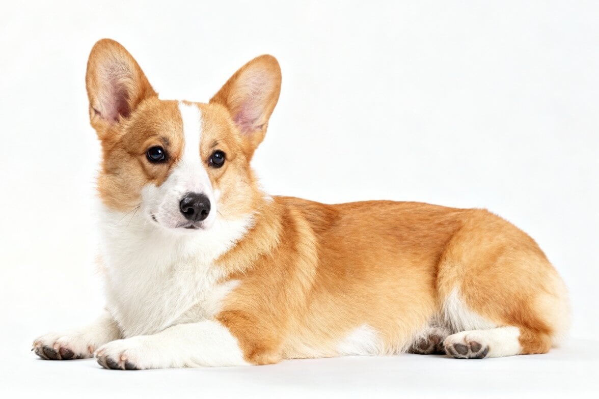 The original image of a cute Corgi